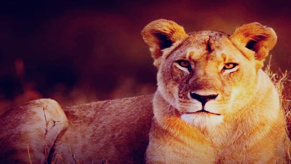 Bhopal News: वन विहार में पहली बार इसी महीने सिंहों की ब्रीडिंग की तैयारी, आज से बदल जाएगा घूमने का समय