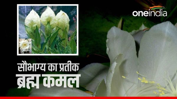 हेमकुंड साहिब यात्रा मार्ग पर खिले ब्रह्मकमल, धार्मिक मान्यताओं से भी खास है उत्तराखंड का राजकीय फूल, जानिए