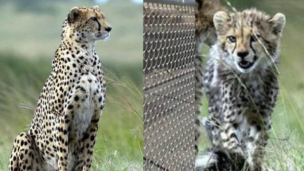 Kuno: इकलौते बचे शावक को नहीं अपना रही चीता ज्वाला, मां से अलग ही रखा जाएगा