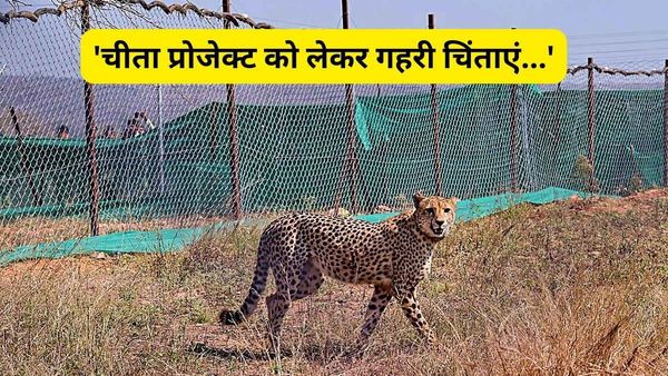 चीता प्रोजेक्ट को लेकर गहरी चिंताएं, हमें अंधेरे में रखा गया... विदेशी एक्सपर्ट्स ने सुप्रीम कोर्ट को बताया