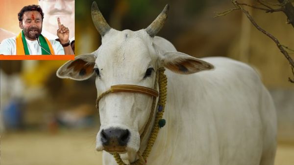 क्‍या गाय को राष्‍ट्रीय पशु घोषित घोषित किया जाएगा? जानें केंद्र सरकार का जवाब