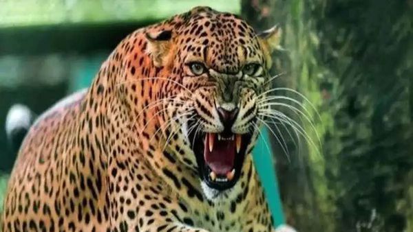 Tehri: घर के आंगन से तीन साल के मासूम को उठा ले गया गुलदार, इस हाल में खेत पर पड़ा मिला