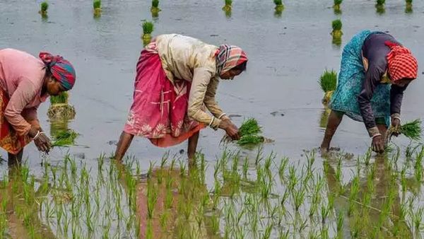 बर्बाद फसल पर किसानों को मुआवजा देगी हरियाणा सरकार, क्षतिपूर्ति पोर्टल पर 786 एकड़ का ब्यौरा दर्ज