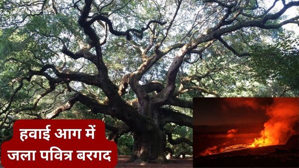 हवाई में लगी आग में जल गया भारत से मंगवाया गया पवित्र बरगद, 150 साल में बन गया था US का सबसे बड़ा पेड़