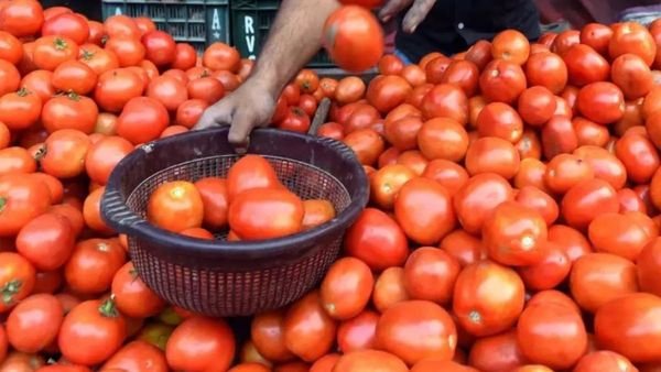 हिमाचल प्रदेश: टमाटर के दाम में भारी गिरवाट, सोलन मंडी में 625 रुपये में बिका ए ग्रेड का क्रेट