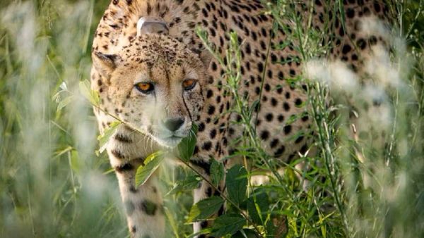 Kuno: लापता मादा चीता निर्वा को जंगल में देखे जाने की सूचना, प्रबंधन के लिए राहतभरी खबर