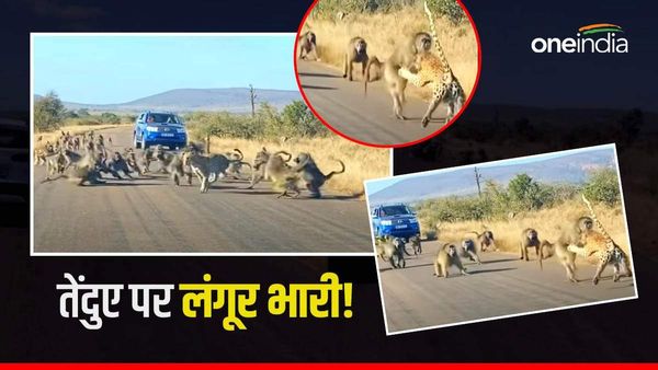 Video: लंगूर पर हमला करना पड़ा तेंदुए को भारी, बीच सड़क पर पीट-पीटकर किया बुरा बाल, दुम दबाकर भागा
