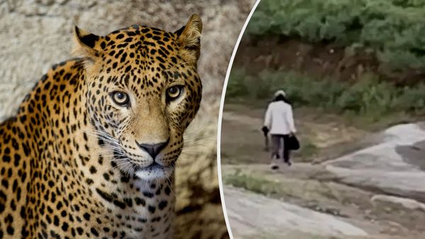 Rajasthan: दादी की वर्षों पुरानी बात याद आई तो पोता लेपर्ड का सिर काटकर गमछे में लपेट घर ले आया