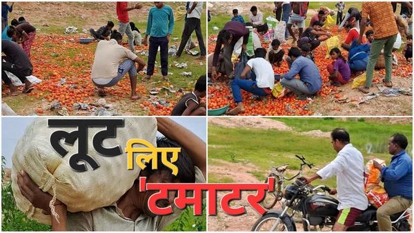बुंदेलखंड के जंगल में लुट गया लाखों का टमाटर, जो जितना भर सका, उतना ले गया