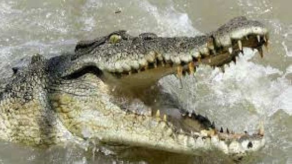 Kushinagar: मनोज को इस तरह गहरे पानी में खींच ले गया मगरमच्छ, दहशत में लोगों ने बयां किया दर्द