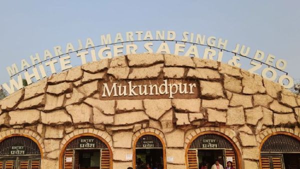 whitetigersafari: बच्चों के लिए प्रवेश शुल्क में छूट, स्कूली बच्चे 150 में देख सकेंगे व्हाइट टाइगर