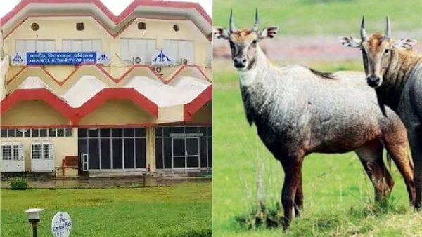 Gwalior एयरबेस पर मिलेगी नीलगायों के आतंक से मुक्ति, अफ्रीकन बोमा तकनीकी से पड़कर कूनो में किए जाएंगे शिफ्ट