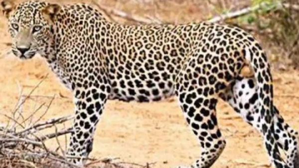 Gorakhpur News: दो आदमखोर तेंदुओं को गोरखपुर लाने की यह है खास वजह