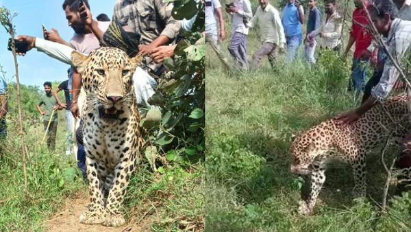 Video Viral: देवास में तेंदुए के साथ मस्ती करते रहे ग्रामीण, वन विभाग की टीम ने किया रेस्क्यू
