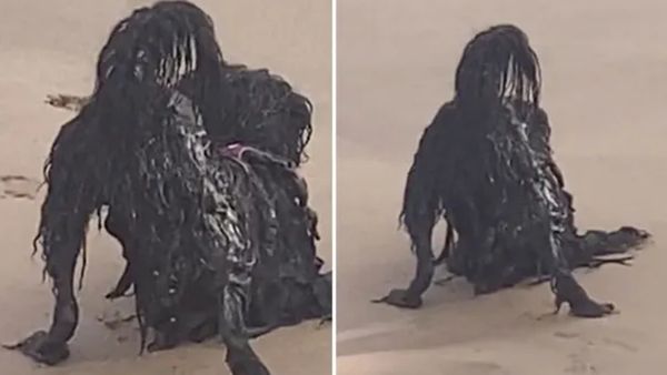 समुद्र किनारे बैठे 'दैत्याकार' जीव को देखकर भागे लोग, सच्चाई पता चलते ही निकली हंसी