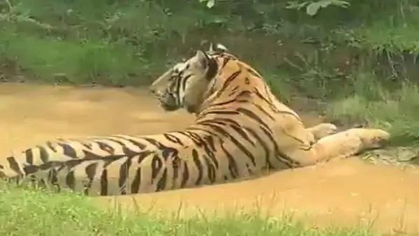 रास्ते में टहलते मिल गया 'टाइगर', लोगों के उड़े होश, बाद में 'कान्हा' ने खूब फोटो खिंचाए