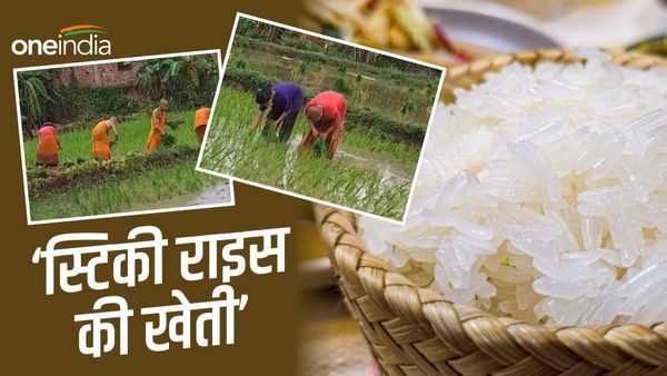 बिहार के इस ज़िले में पहली बार हो रही Sticky Rice की खेती, जानिए क्या है चावल की ख़ासियत?