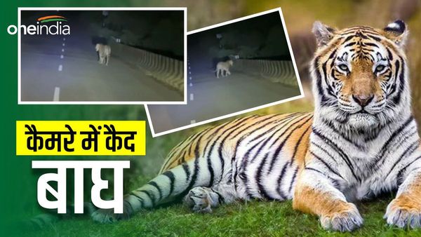 Viral Video: जाम गेट के पास फिर दिखा बाघ, राहगीरों ने किया कैमरे में कैद