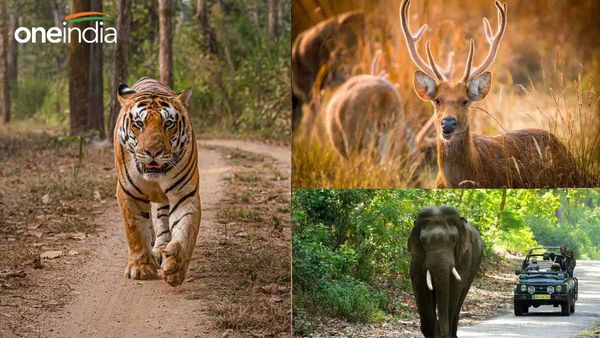 Kanha National Park के वन्य प्राणियों पर खतरा!, जानिए NTCA की किस रिपोर्ट ने उड़ाई नींद