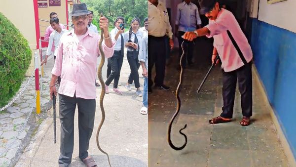 कॉलेज में घुस आया 6 फीट लंबा भयंकर सांप, मची चीख-पुकार, चिल्लाते हुए बाहर भागे स्टूडेंट्स और स्टाफ