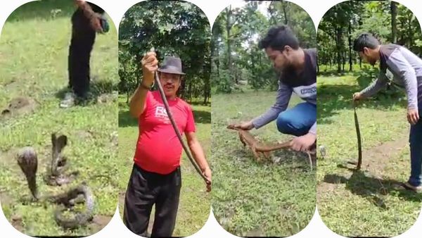 Nag Panchami: पहले सांपों का हेल्थ चेकअप, फिर जंगल में किया गया आजाद