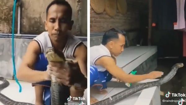 Snake Video: शख्स ने कोबरा को लगाया शैंपू और पानी से नहलाया, देखें क्या हुआ उसका हाल?