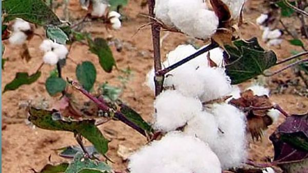 तेलंगाना के कपास के खेतों में जबरदस्त संभावनाएं: एक्सपर्ट
