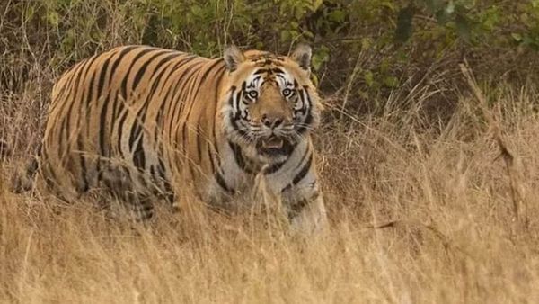 राजाजी टाइगर रिजर्व का बाघ पहुंचा हिमाचल, यमुना का जलस्तर कम होते ही लौट सकता है वापस