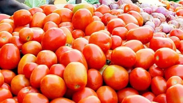 Tomato Price: इस शहर में 14 रुपये किलो मिल रहा टमाटर, जल्द ही 5 रुपये पर आएगा