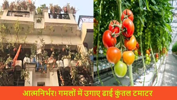 अद्भुत: इस शख्स ने छत के गमलों में उगा डाले 250 किलो टमाटर, अब पड़ोसी भी फ्री में ले रहे हैं स्वाद