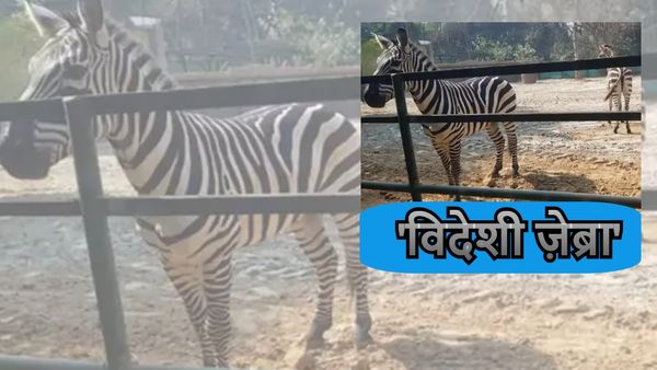 दो ज़ेब्रा की मौत के बाद अब Patna Zoo में इंडोनेशिया से लाए जाएंगे ज़ेब्रे, बदले में इस जानवर को देने की मांग