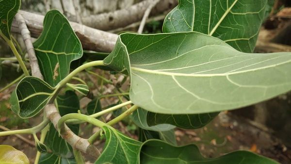 कान्हा को माखन खिलाने पत्ता-पत्ता बन गया कटोरी-चम्मच, भगवान के स्पर्श से अलौकिक बन गया 'कृष्णवट'