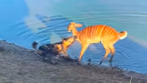 WATCH: जंगली कुत्ते के चंगुल से ऐसे भागा हिरण, वीडियो देख रोंगटे खड़े हो जाएंगे