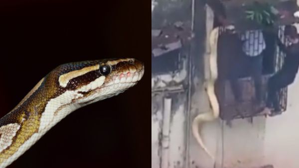 खिड़की से लटकता दिखा 10 फीट लंबा पायथन, VIDEO देख रोंगटे खड़े हो जाएंगे