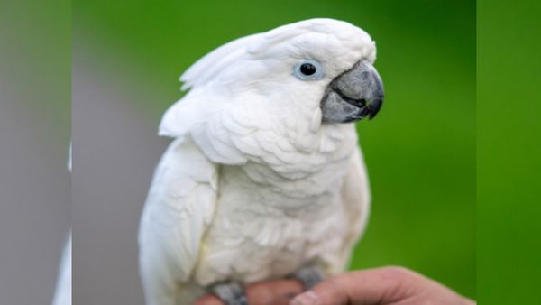 तोता ढूंढने वाले को मिलेंगे 25 हजार रुपये... 1 सितंबर से लापता है जोशी परिवार का लाडला 'रोमियो'