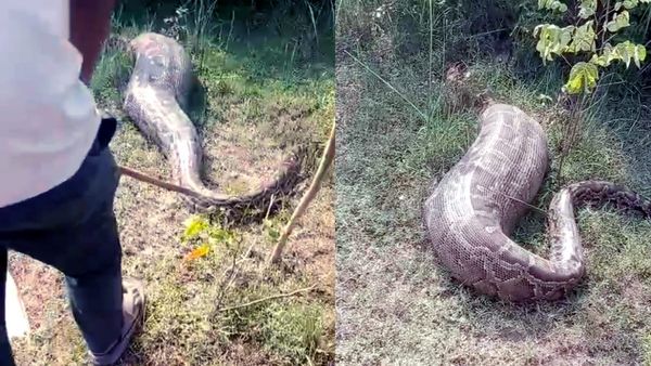 Video: 'अजगर' का पेट देख लोग हुए अचंभित, आखिर कौनसे जानवर को निगला? ग्रामीणों में कौतूहल