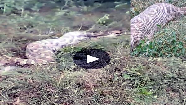 Viral Video: लोगों ने समझा इंसान को निगल गया 'अजगर', पूंछ खींचने पर उगला विशालकाय जानवर
