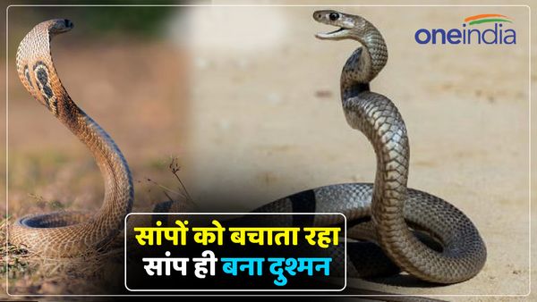 UP: सांपों की जान बचाता रहा युवक, आखिर में सांप ही बना जान का दुश्मन, गांव में मातम