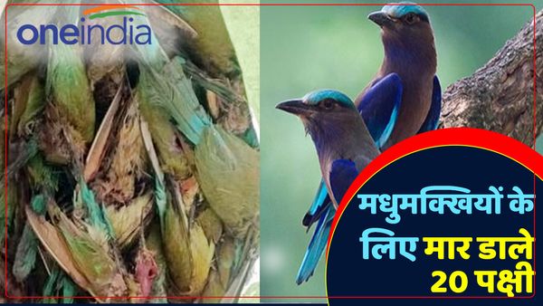 UP Budaun News: मधुमक्खियों के लिए दो भाइयों ने मार डाले 20 पक्षी, वजह जानकर भड़के लोग, मामला दर्ज