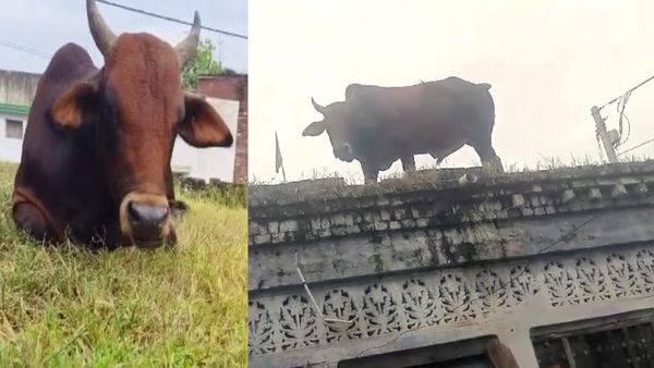 Bull Viral Video: घर की छत पर सांड को देख परिजनों के उड़ गए होश, नीचे उतारने में छूट गए पसीने