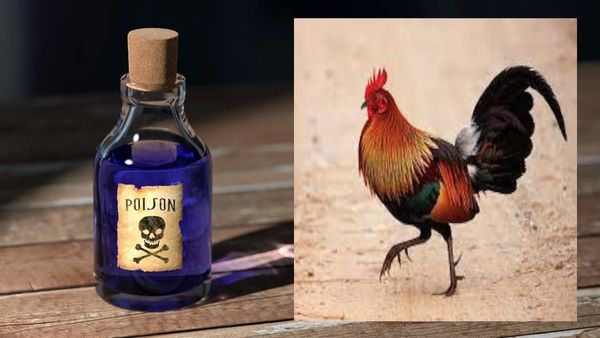UP News: 6 मुर्गों के खूंखार कातिलों को ढूंढने में जुटी पुलिस, कराया पोस्टमार्टम, जहर देने का आरोप