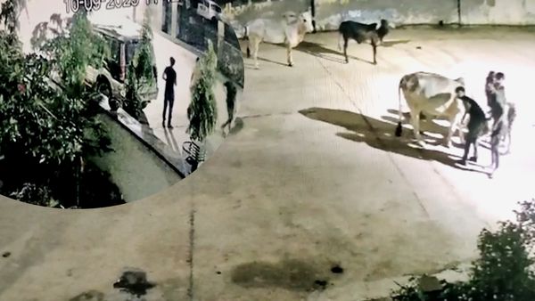 Rajasthan: लग्‍जरी कार से गायों की तस्‍करी, देखें भरतपुर के CCTV कैमरे में कैद हुआ चौंकाने वाला VIDEO