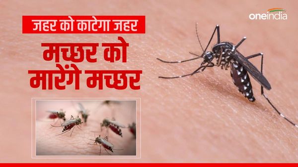 अफ्रीका में हेलीकॉप्टर से छोड़े जाएंगे अरबों मच्छर, मलेरिया के खात्मे के लिए बिल गेट्स कर रहे फंडिंग