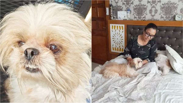 Rewa News: रीवा में कब्र से निकाला गया कुत्ते का शव, नसबंदी ऑपरेशन के मौत से हरकत में पुलिस