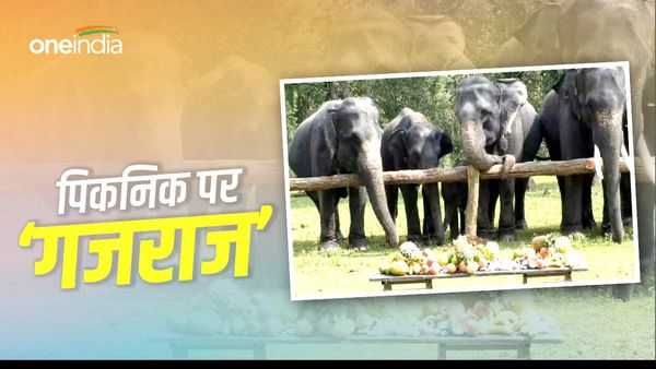 Kanha National Park में इंसानों के 5 सितारा होटलों की तरह हाथियों की खातिरदारी, नहीं सुना होगा VIP ट्रीटमेंट