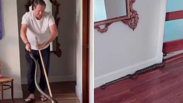 Glenn McGrath: पूर्व ऑस्ट्रेलियाई गेंदबाज के घर में छिपे थे जहरीले सांप, रेस्क्यू Video देख उड़ जाएंगे होश