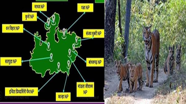 MP News: सस्ते में घूमना है तो अभी घूम लो, अक्टूबर से नेशनल पार्क-जू में एंट्री के लिए जेब और होगी ढीली