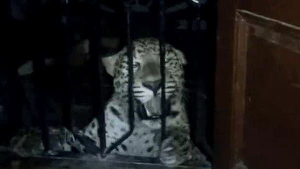 Leopard News Rajasthan: रात को बैडरूम में घुस गया तेंदुआ, पति-पत्‍नी व बच्‍चों ने ऐसे बचाई जान