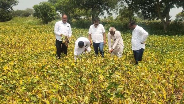 MP news: मानसून की बेरुखी ने बढ़ाई किसानों की टेंशन, अधिकारी रखेंगे फसल पर नजर