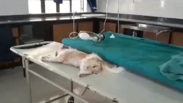 Rewa News: नसबंदी ऑपरेशन के दौरान पालतू कुत्ते की मौत, एनेस्थीसिया का हेवी डोज देने का आरोप